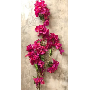 GALHO BOUGAINVILLE GRANDE