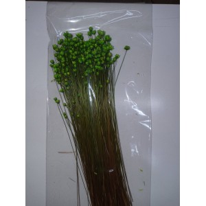 FLOR SEMPRE VIVA ESPECIAL COLOR