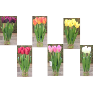 TULIPA C/9 GALHOS FF-0006 MA?O COLOR 29CM