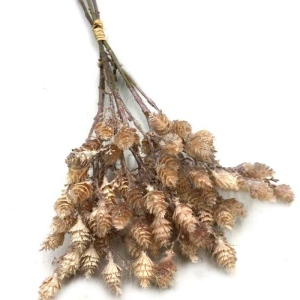 FLOR SILVESTRE KZ0059 MAÇO