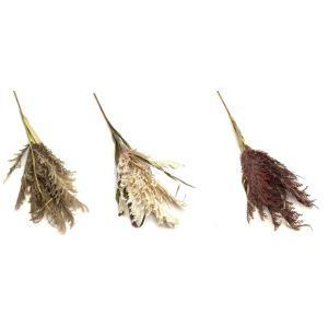 CAPIM DOS PAMPAS  C/FOLHAS