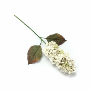 HORTÊNCIA X1 W300-170 OUTONADA