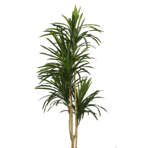 ÁRVORE 0062-9 DRACENA 200CM