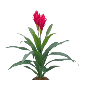 ÁRVORE BROMELIA FOLHAS