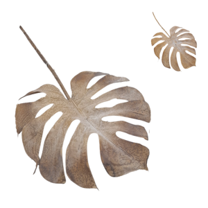 HASTE DE COSTELA DE ADÃO ENVELHECIDA