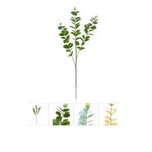 GALHO EUCALIPTOTOQUE NATURAL