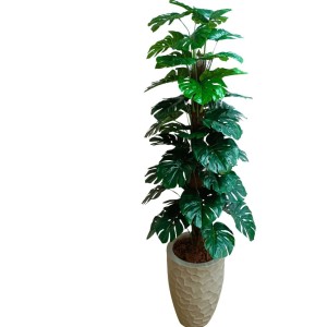 ARVORE COSTELA DE ADÃO